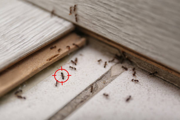 Best Affordable Pest Control Services  in Youngsville, LA