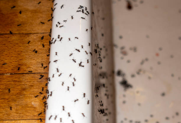 Best Insect Control  in Youngsville, LA