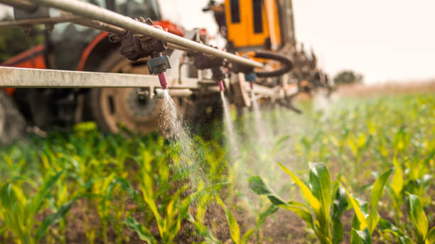 Best Ant Control Services  in Youngsville, LA